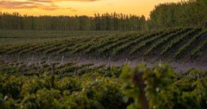 en-la-patagonia-el-syrah-encuentra-un-lugar-en-donde-desarrollarse-de-manera-excepcional
