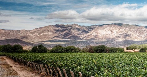 los-vinos-de-altura-se-elaboran-a-partir-de-uvas-cultivadas-por-encima-de-los-1-000-metros-sobre-el-nivel-del-mar