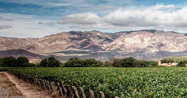 los-vinos-de-altura-se-elaboran-a-partir-de-uvas-cultivadas-por-encima-de-los-1-000-metros-sobre-el-nivel-del-mar