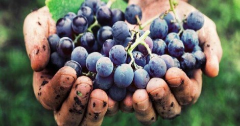 una-tendencia-cada-vez-mas-acentuada-el-consumo-de-vinos-organicos-en-argentina