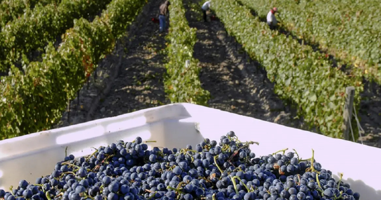 vinateros-advierten-que-al-eliminar-controles-del-inv-se-deja-sin-respaldo-legal-la-entrega-de-uva