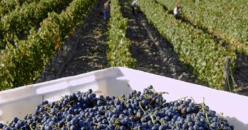 vinateros-advierten-que-al-eliminar-controles-del-inv-se-deja-sin-respaldo-legal-la-entrega-de-uva