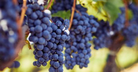 una-bodega-de-mendoza-consigue-el-oro-como-la-mejor-del-mundo-en-practicas-sustentables