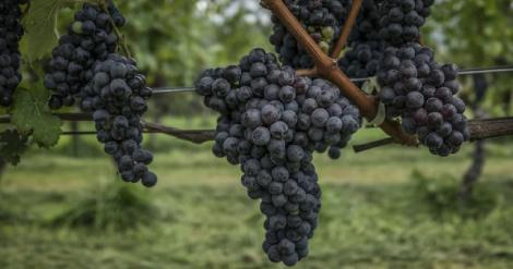 dia-internacional-de-la-uva-pinot-noir